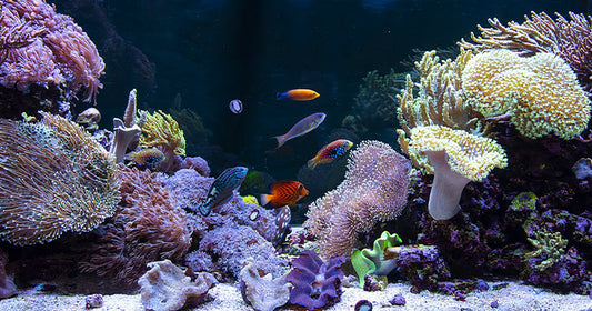Aquarium Water Chillers - How to Keep Hot Aquariums Cool