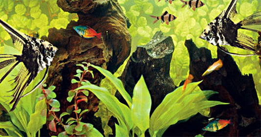 Common Aquarium Problems Troubleshooting Guide