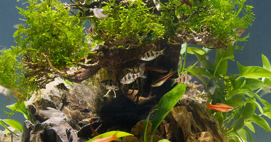 The Importance of Oxygen in the Home Aquarium