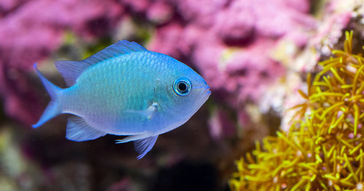The Unseen Dangers of Poor Aquarium Water Quality
