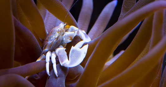 Water Conditioners to Remedy Common Aquarium Problems