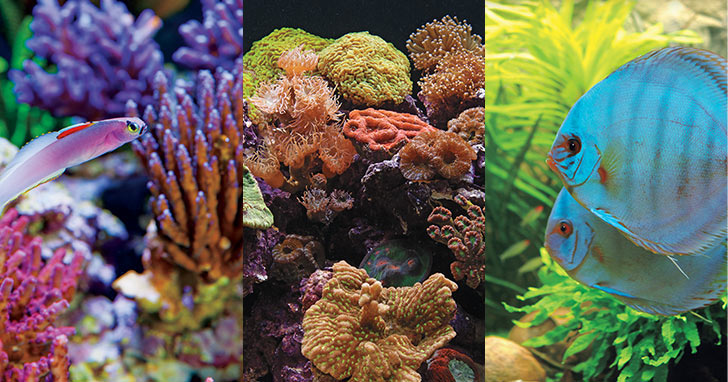 Quick Guide to Aquarium Lighting