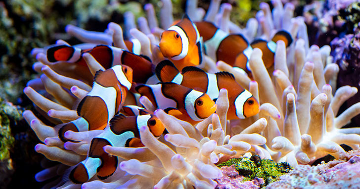Difference between Amphiprion ocellaris and Amphiprion percula Clownfish