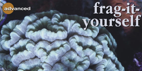How to Propagate Coral Frags at Home