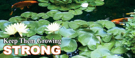 Repotting Pond Plants