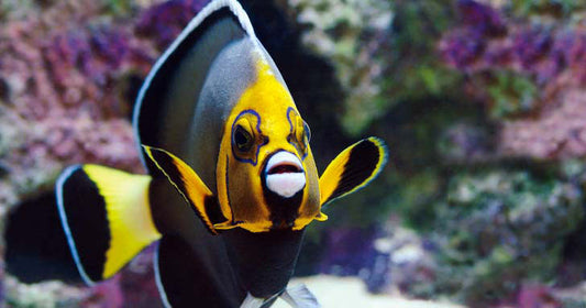 Keep Aquarium Protein Skimmers Operating in Peak Condition