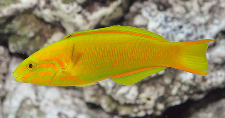 Wrasses of the Genus Thalassoma
