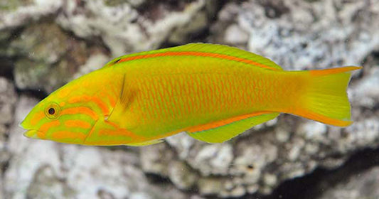 Wrasses of the Genus Thalassoma