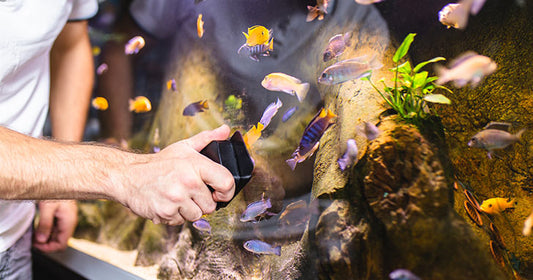 Algae Identification in Freshwater Tanks and Proper Removal