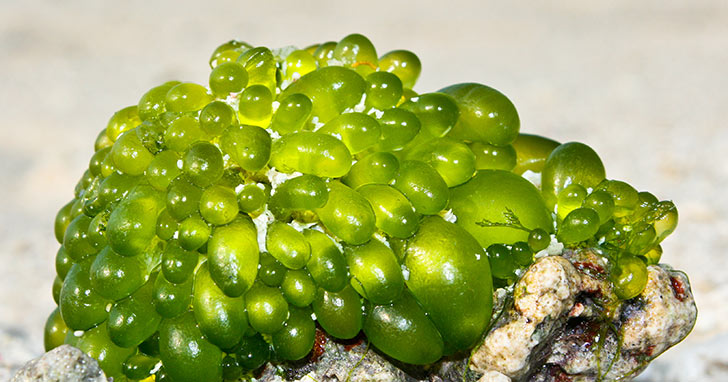 Algae Identification in Saltwater Tanks and Proper Removal