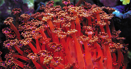 Acclimating New Corals to Your Aquarium's Lighting System