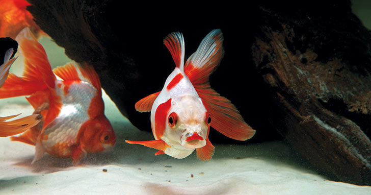 Aquarium Filter Selection Guide