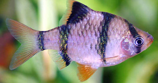 The Barb: Your aquarium’s resident action star