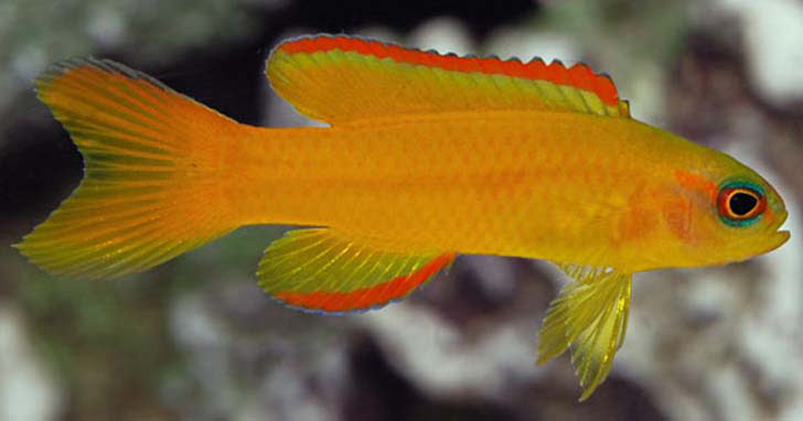 Basslets and their vibrant charm