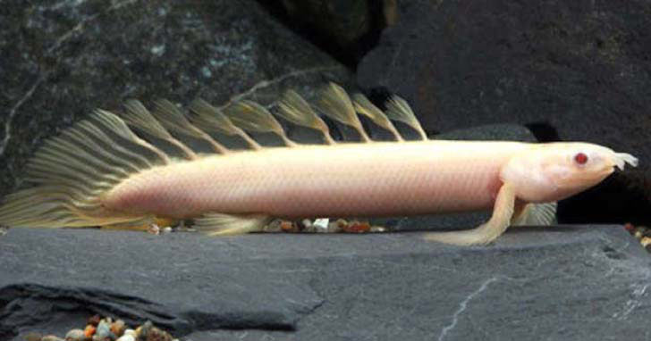 Bichir: A prehistoric addition to your aquarium