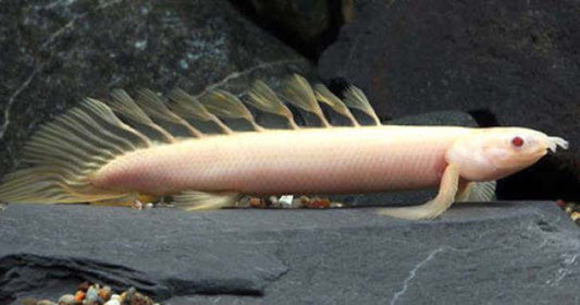 Bichir: A prehistoric addition to your aquarium