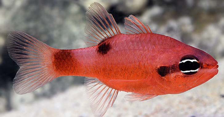 Cardinalfish: All of the royalty without the high maintenance