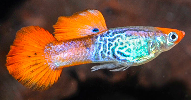 Fancy Guppies for Fancy Aquariums