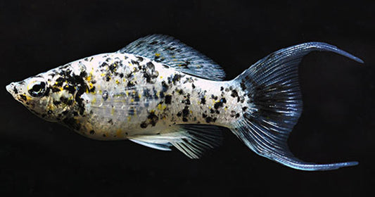 Mollies: Dynamic additions to your aquarium