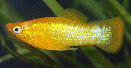 Peaceful Freshwater Aquarium Fish