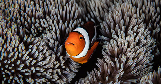 Community Saltwater Aquarium Fish