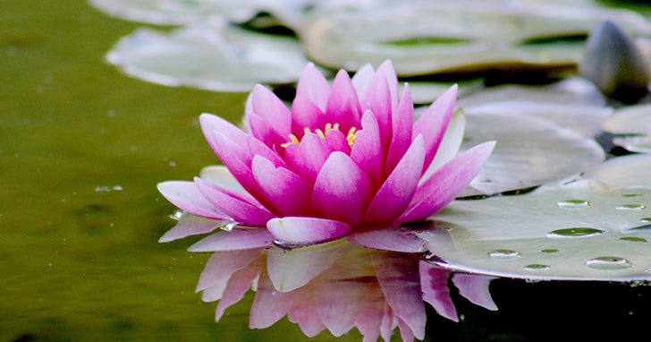 Basic Procedures for Repotting or Planting your Lotus