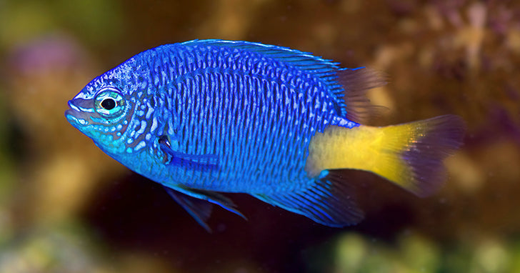 Saltwater Aquarium Fish for Marine Reef Aquariums: Damselfish