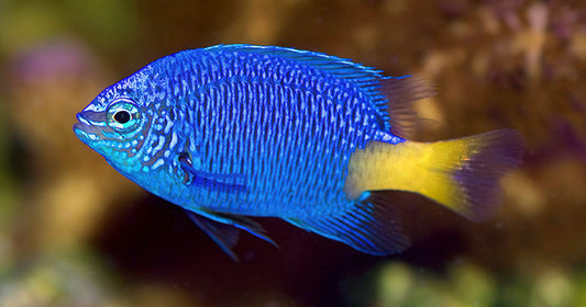 Saltwater Aquarium Fish for Marine Reef Aquariums: Damselfish