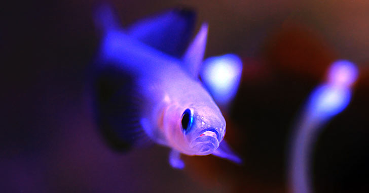 Dartfish: Hit the Bullseye with this Peaceful Saltwater Fish – LiveAquaria