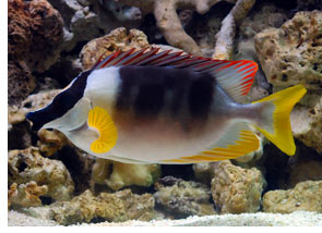 Saltwater Aquarium Fish Species Profile: Rabbitfish