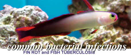 Common Bacterial Infections in Fish