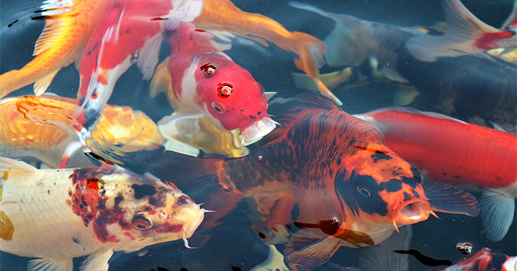 Goldfish and Koi: Compatible Pond Fish For a Dazzling Display