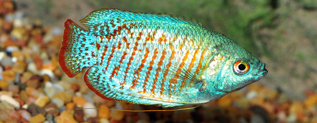 Popular Freshwater Fish for Beginners