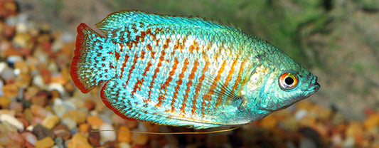 Popular Freshwater Fish for Beginners