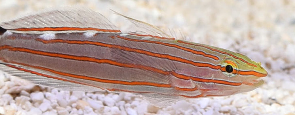 Popular Saltwater Fish for Beginners