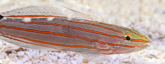 Popular Saltwater Fish for Beginners
