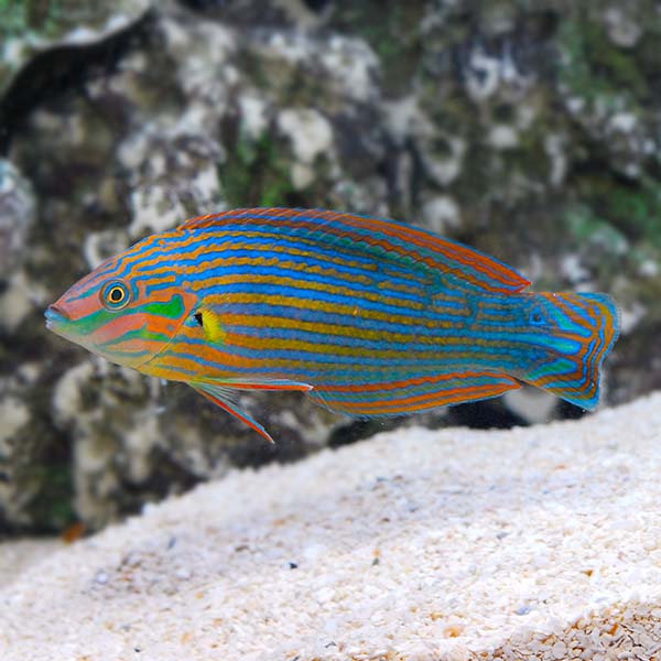 Marine Aquarium Fish Genus Profile: Wrasses of the Genus Halichoeres