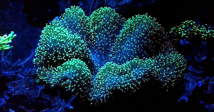 Introduction to Mushroom Coral