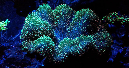 Introduction to Mushroom Coral