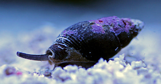 Nassarius sp. Snails