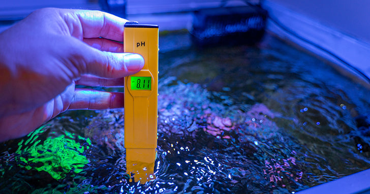 Proper Water Parameters for Home Aquariums