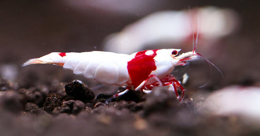 5 Reasons To Add Shrimp To Your Freshwater Aquarium