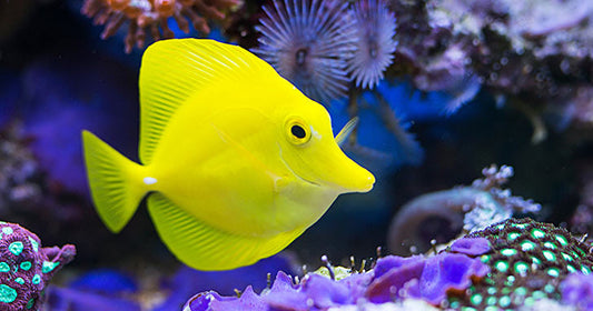 Yellow Tangs remain a great choice for your Marine Aquarium