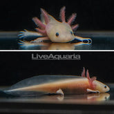 Freshwater Fish – LiveAquaria