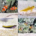 Marine Fish Popular Value Packs