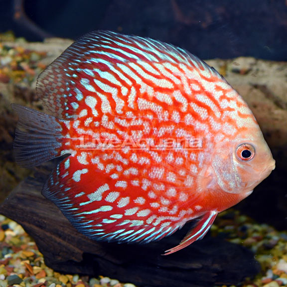 Discus