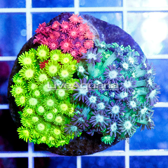 Maricultured Corals - Diver's Den WYSIWYG Store