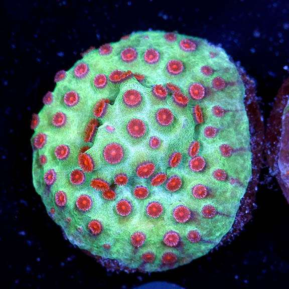 Aquacultured Corals - Diver's Den WYSIWYG Store