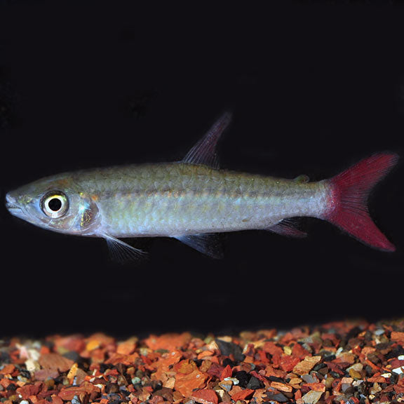 Freshwater Fish – LiveAquaria