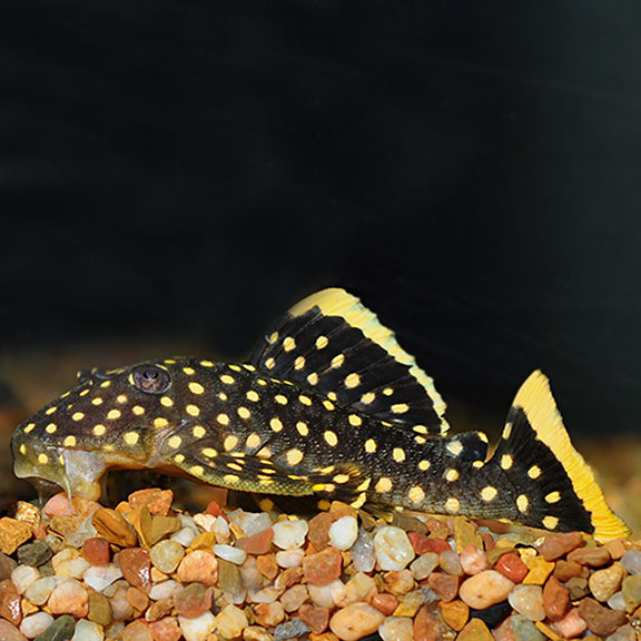 Plecostomus